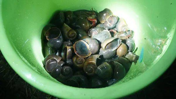 皇冠信用網登1,登2,登3出租_别吃皇冠信用網登1,登2,登3出租,寄生虫多达上千条!武汉公园连夜清出130多斤