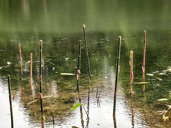 皇冠信用網登1,登2,登3出租_别吃皇冠信用網登1,登2,登3出租,寄生虫多达上千条!武汉公园连夜清出130多斤