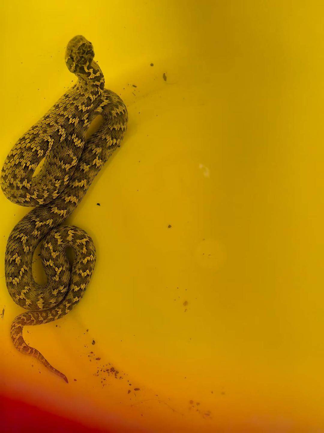 皇冠信用網怎么租_青海一男子被罕见剧毒阿拉善蝮蛇咬伤皇冠信用網怎么租,因无血清一度想放弃治疗 警车开道转运700公里救命