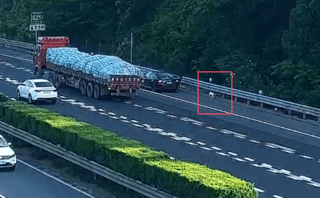 皇冠信用网会员开户申请
_“拉屎拉得全车都是！”男子应急车道停车铲屎皇冠信用网会员开户申请
，小狗差点闯祸，民警：罚