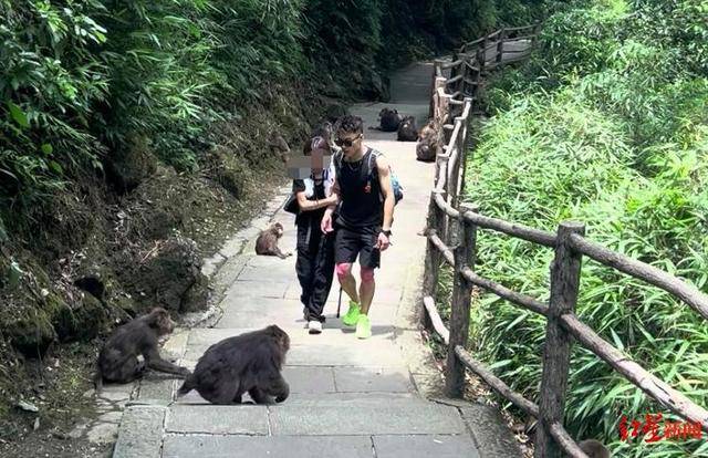 卡托利卡Vs科布雷索_揭秘峨眉山陪爬团队：已陪爬千名游客九成为女性卡托利卡Vs科布雷索，不会主动拉背扛抱，主要保障安全