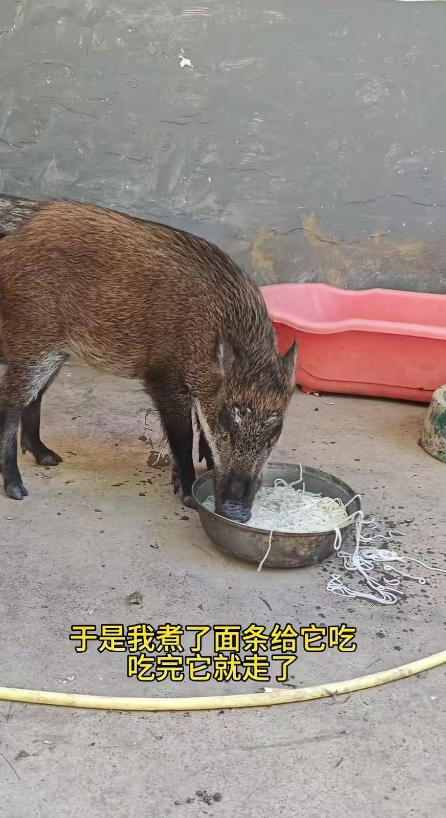 皇冠信用网代理
_广州男子收养小野猪一年多从30斤长到150斤皇冠信用网代理
，曾有人开价5万购买遭拒