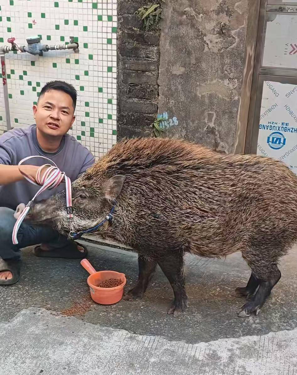 皇冠信用网代理
_广州男子收养小野猪一年多从30斤长到150斤皇冠信用网代理
，曾有人开价5万购买遭拒