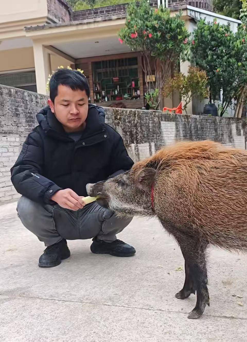 皇冠信用网代理
_广州男子收养小野猪一年多从30斤长到150斤皇冠信用网代理
，曾有人开价5万购买遭拒