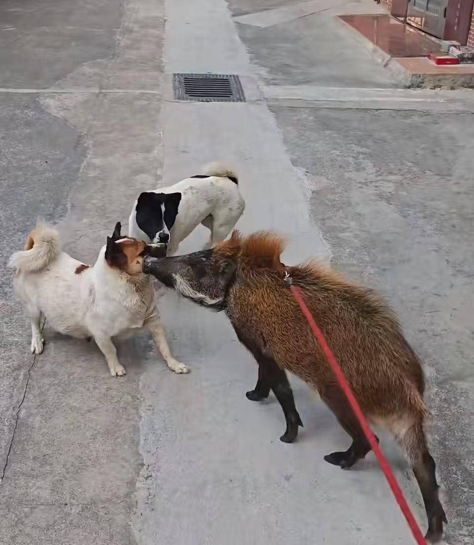 皇冠信用网代理
_广州男子收养小野猪一年多从30斤长到150斤皇冠信用网代理
，曾有人开价5万购买遭拒