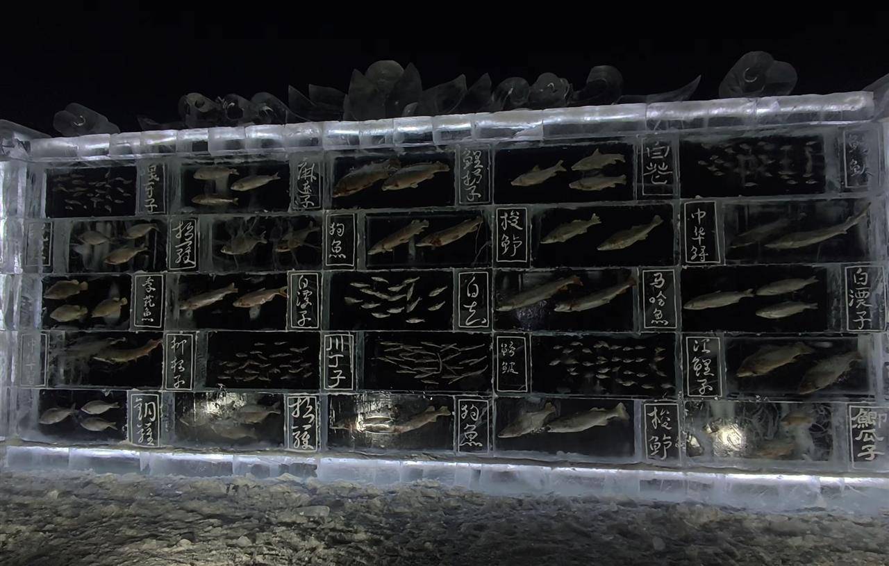 如何申请皇冠信用网_黑龙江三江口景区现3米高“冰封鱼墙”如何申请皇冠信用网,中华鲟等20余种江鱼成“冰琥珀”,去年这些鱼展后还被竞拍