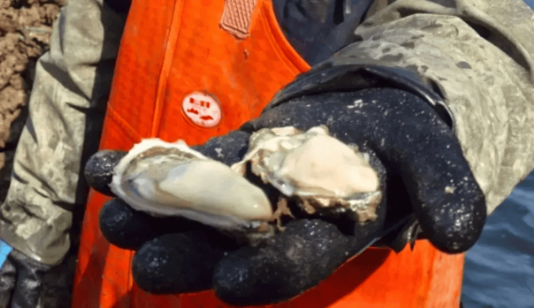 皇冠信用登2代理_批发价2元一斤皇冠信用登2代理,青岛这种海鲜卖爆了,1600万斤已上岸……