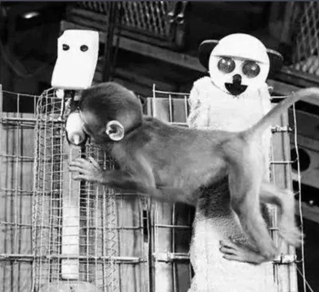 皇冠信用网出租
_毛绒玩具当妈妈皇冠信用网出租
,被全世界心疼的小猴还有救