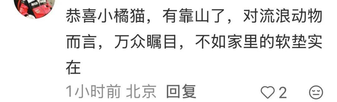 皇冠信用网开号_降温前被“收编”皇冠信用网开号，天安门陪武警站岗执勤的小橘猫或将正式入编“宫猫”，故宫博物院工作人员：正在医院检查，后续会优先找领养